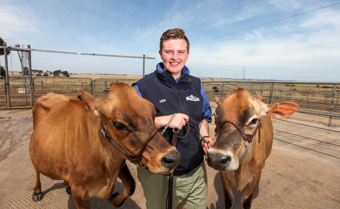 Next generation: Tarrone's Leo McGrath, 15, with his cows Liza and Gertie, is setting up his own breeding stud Wootanga Park Jerseys.