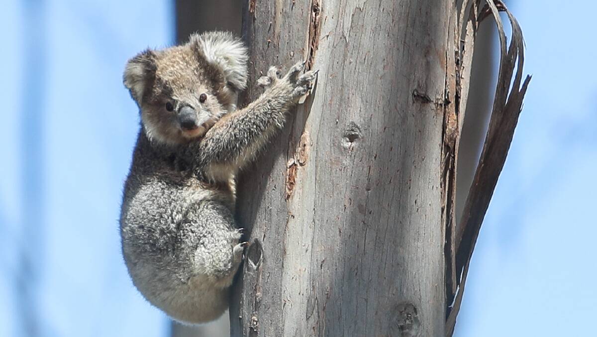 A koala climbs a tree at Cape Bridgewater. Picture: Morgan Hancock