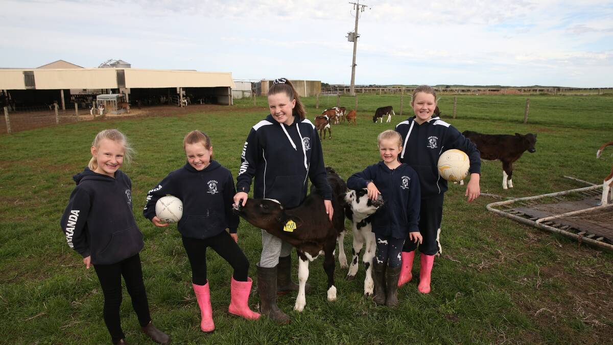 Club effort: Nirranda's Chloe Burleigh, 7, Indiana Parsons, 8, Madison Parsons, 12, Matilda Parsons, 6, and Taylor Parsons, 10, with two of the calves they will use in the drive. Picture: Mark Witte