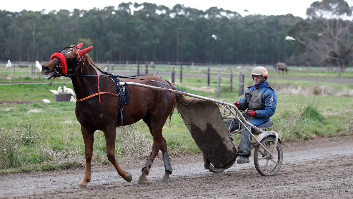 On the track: Trainer and driver Mattie Craven driving a two-year-old trotter. Picture: Mark Witte