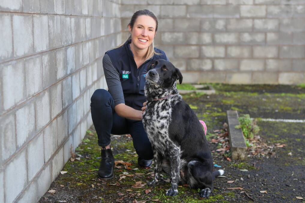 Warrnambool vet Ashleigh Hargreaves with her dog Matilda. Picture: Morgan Hancock