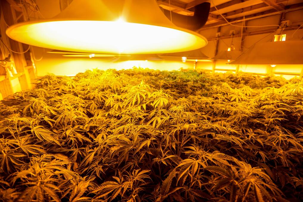 Massive cannabis crop house beside school discovered