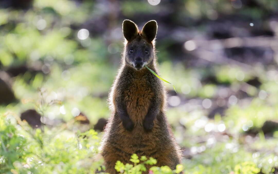 Spotted: A wallaby stands in front of burnt out grass at Budj Bim National Park. Picture: Morgan Hancock