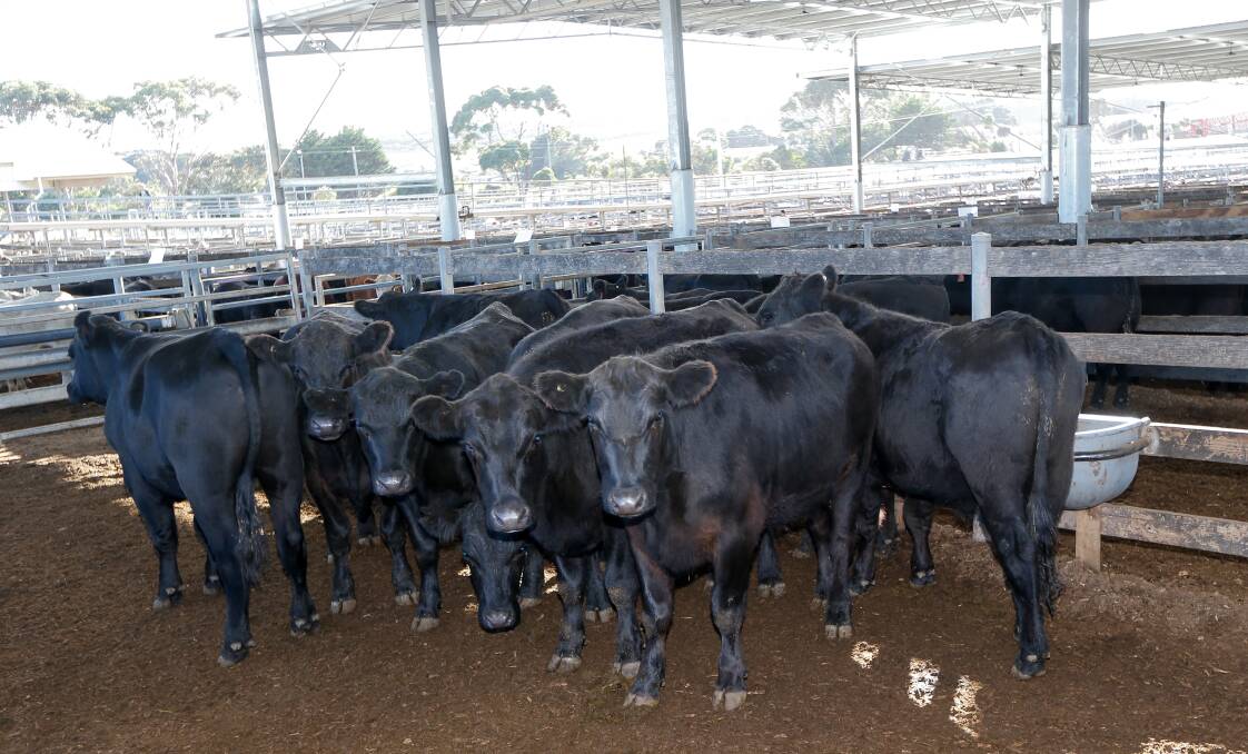 Cattle sale quotes from Warrnambool market