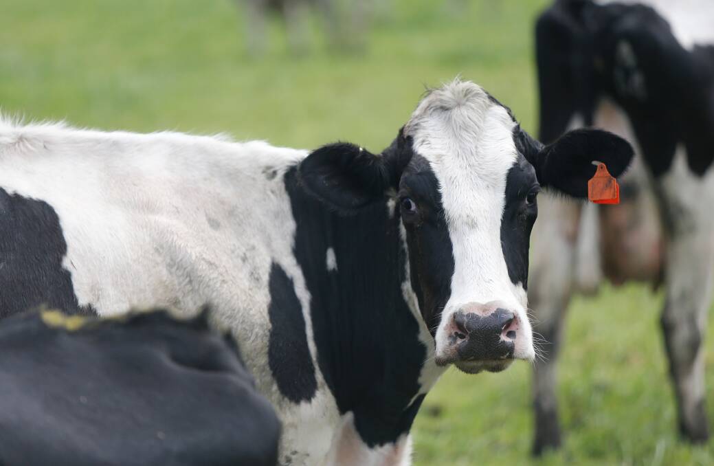 Looking better: Dairy Australia's latest prediction is for increased milk production this season on the back of good conditions. Picture: Mark Witte