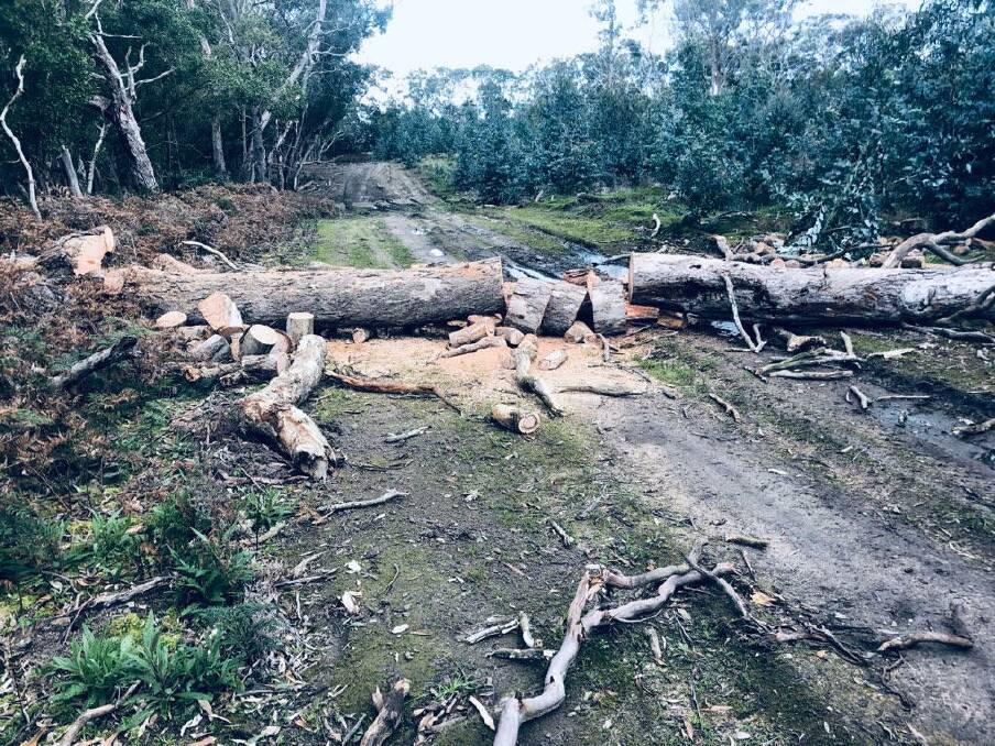NOT ON: Accused thieves cut down large trees at a plantation at Bessibelle, north-east of Portland, disabling access.