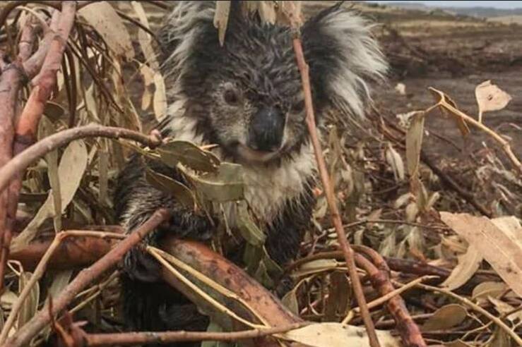 A koala suffered burns and a broken arm when its habitat at a Cape Bridgewater plantation was bulldozed in 2020. The animal was later euthanised. Picture by Helen Oakley