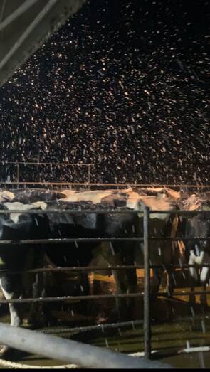 WOW: Snow falls at a dairy farm in Larpent, south-west Victoria on Tuesday morning. Picture: Lachie Sutherland