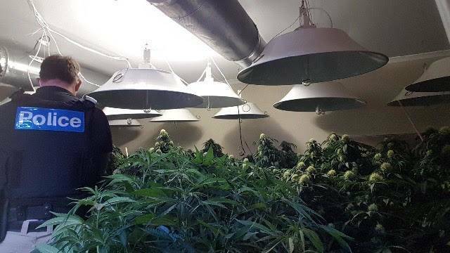 BUSTED: A police officer checks cannabis plants lcoated in a south Portland industrial shed 