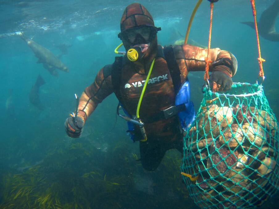Western zone abalone divers are looking at working with south-west abalone farmers in an industry first for Victoria.