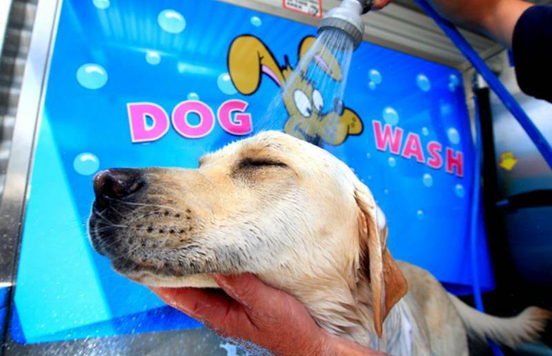 Man jailed over coin heist at dog wash.