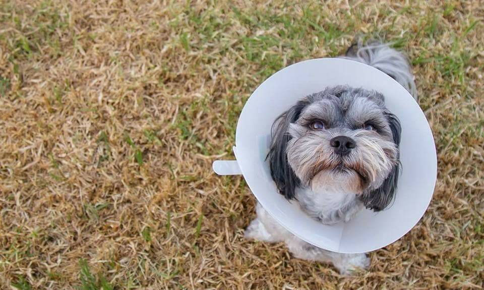 OUCH: Rollo, a three-year-old Maltese shih tzu from Warrnambool, tore his cruciate ligament while playing at Harris Street Reserve. The community is now campaigning for a new off-leash park in Warrnambool.