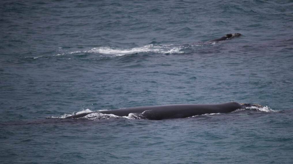 Exclusion zones in force as whales return to coastlines