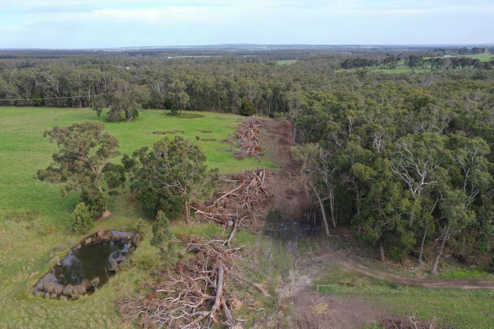 A large collection of trees were illegally felled in the Annya State Forest in 2021.