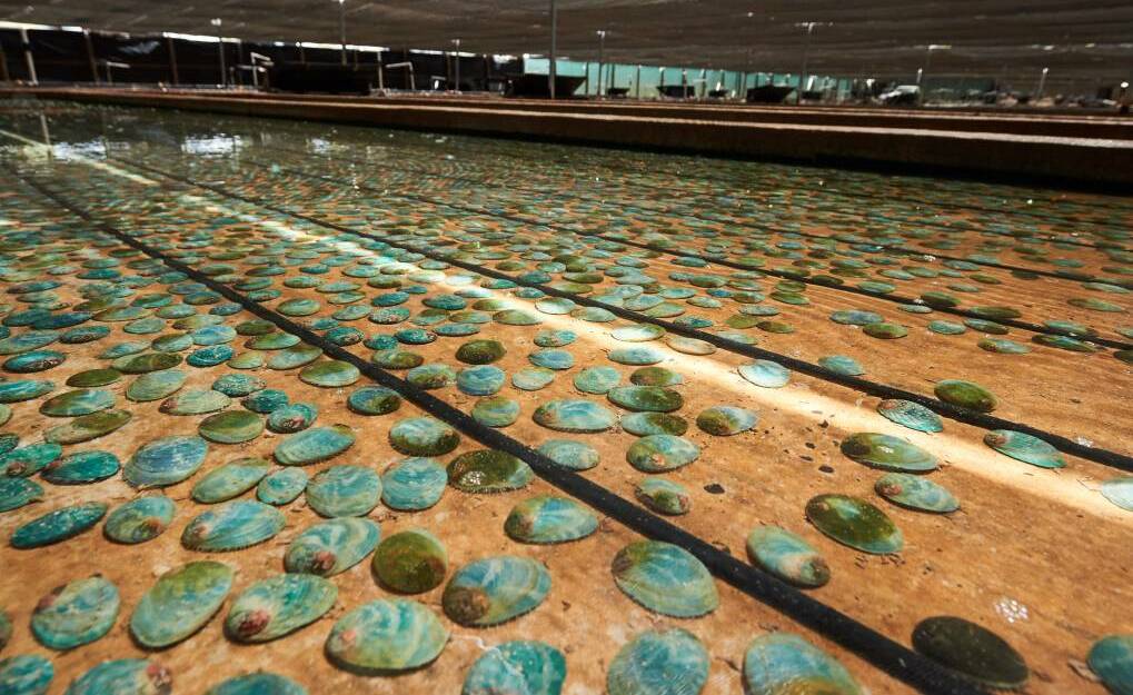 Yumbah Aquaculture's is the biggest supporter of abalone in the southern hemisphere.