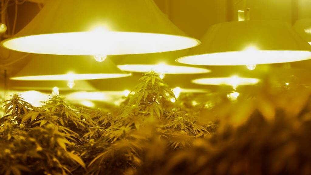 Man sitting $500K cannabis crop told police he was only at house to borrow vacuum cleaner