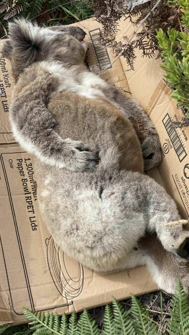 A passerby has located dead koalas on Thistle Road in Portland. Pictures supplied