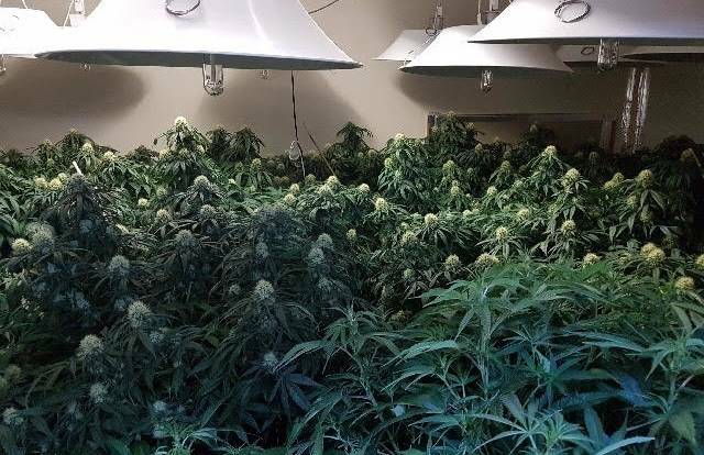 COMMERCIAL QUANTITY: Police uncovered 179 cannabis plants weighing 348 kilograms inside the warehouse.