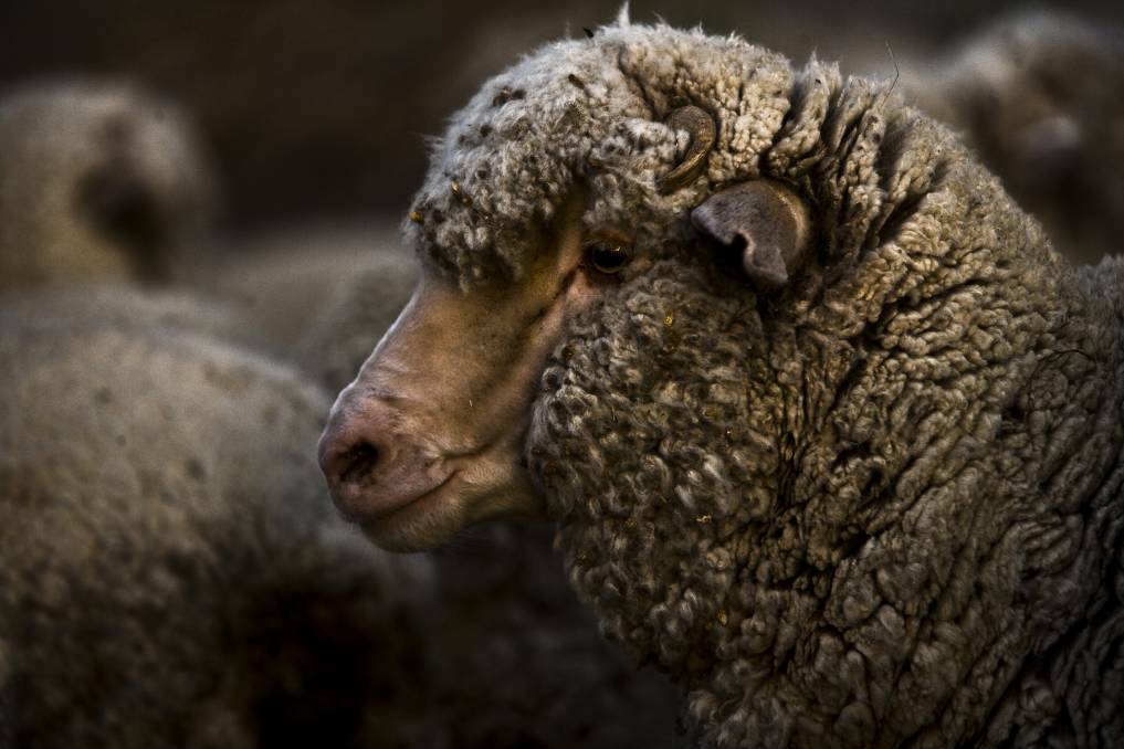 Farm manager publishes cruel C-section on sheep on social media