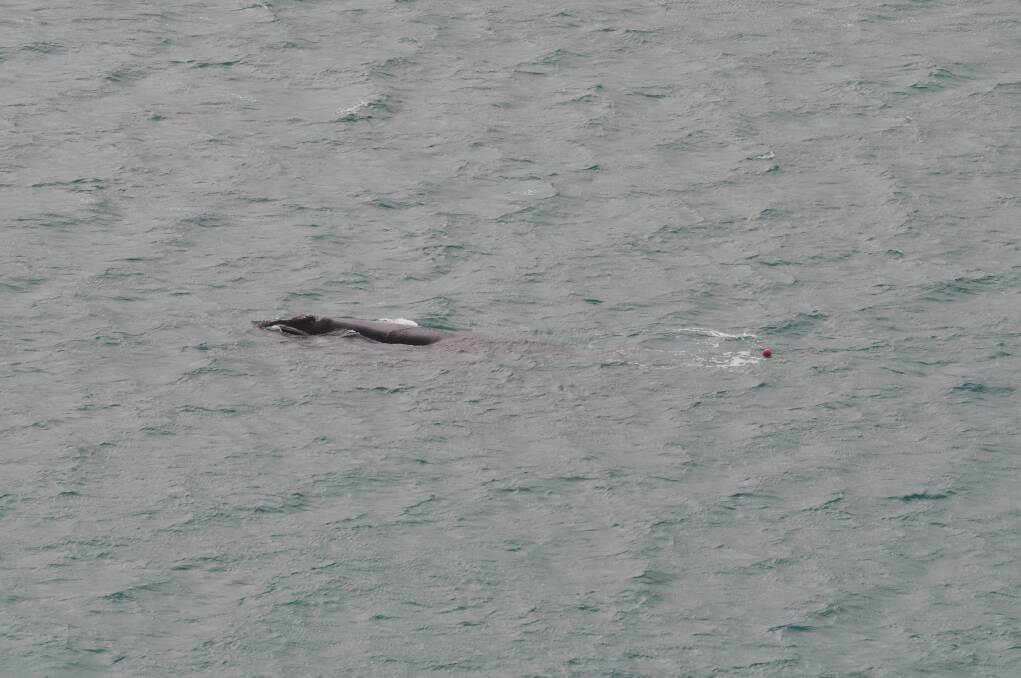 A young southern right whale entangled in rope at Cape Bridgewater. Picture: Scott Martin.