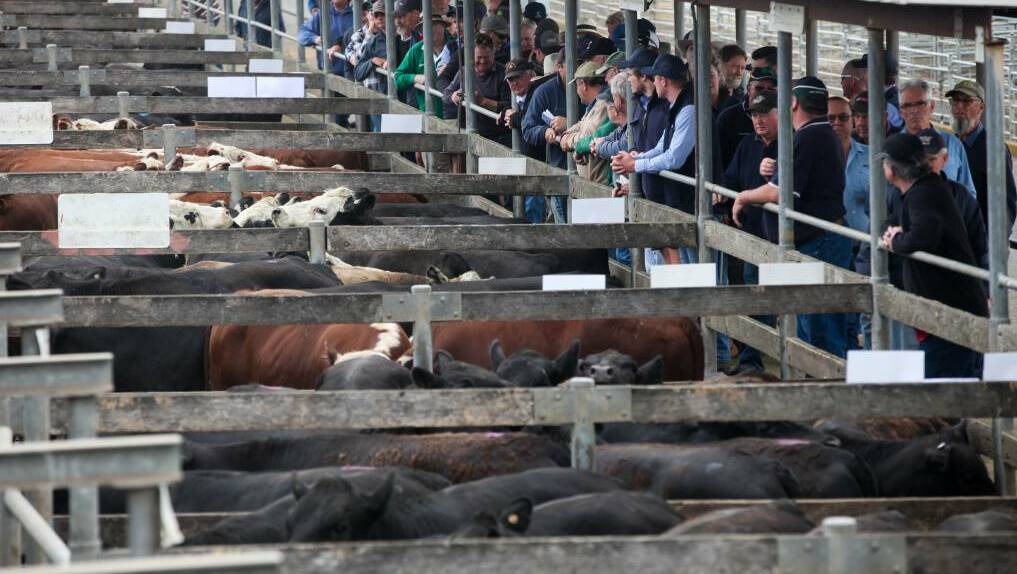 LOOKING UP: Warrnambool City Council is about to invest millions into its saleyards.