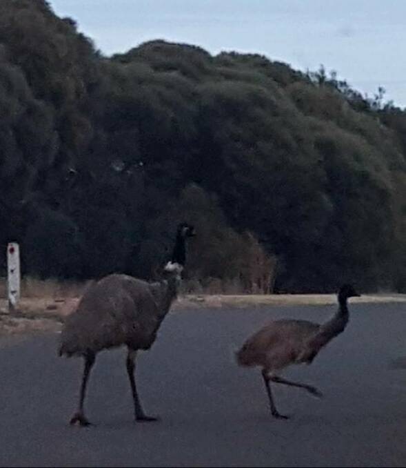 KILLED: The father emu (left) that left behind his chick after being struck by a car near Tower Hill. Picture: Kirsa van Scheepen.