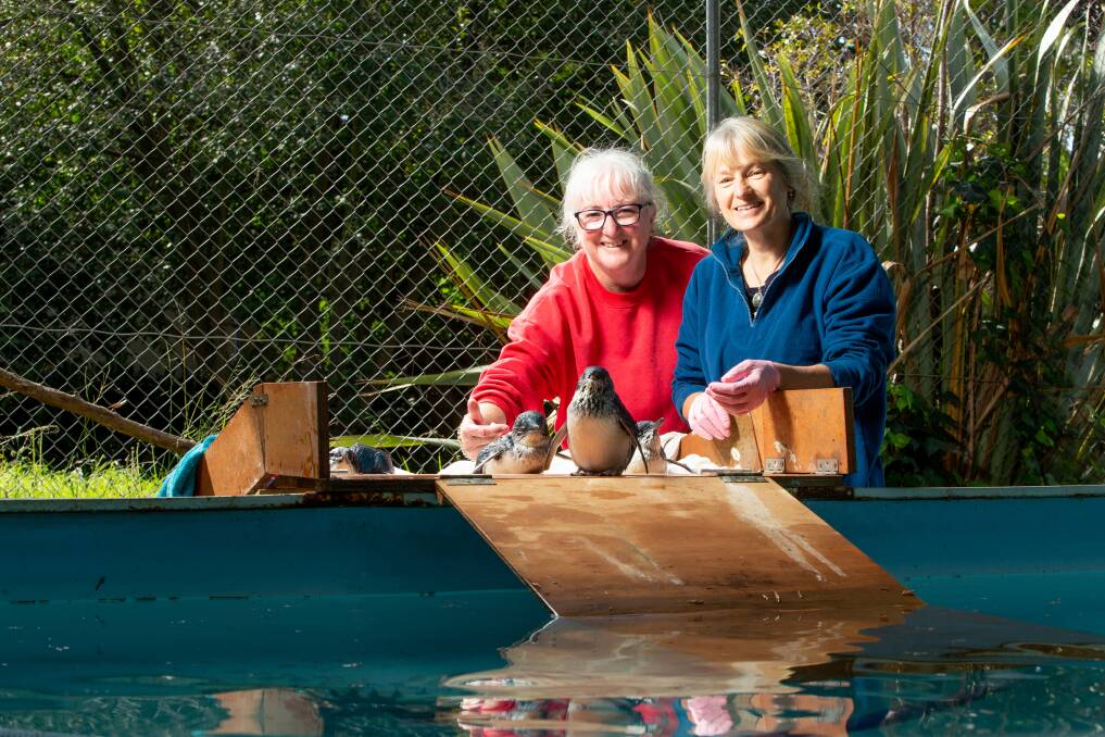 LEGENDS: Mosswood Wildlife Rescue and Rehabilitation volunteer Cathy Finn and owner Tracey Wilson with two of the sick penguins, preparing to go for a swim. Picture: Chris Doheny 