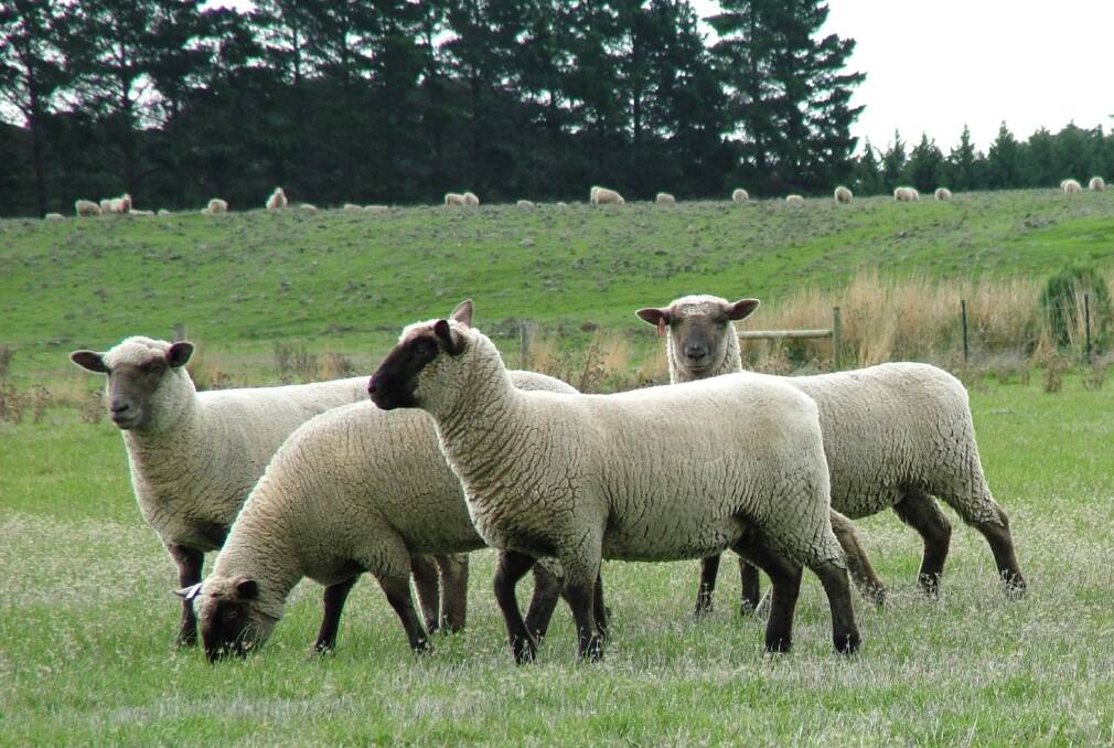 Focus on South Suffolk at weekend sheep competition