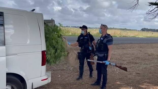 SEIZED: Police load up a van with mature cannabis plants and illegal firearms. 