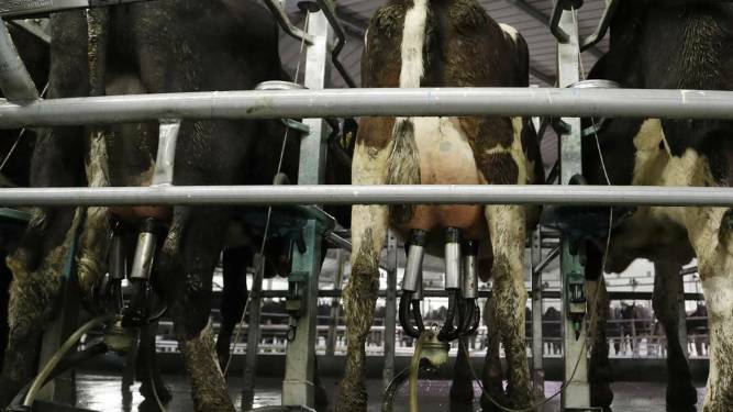 Dozens of cows stranded for five hours during power outage