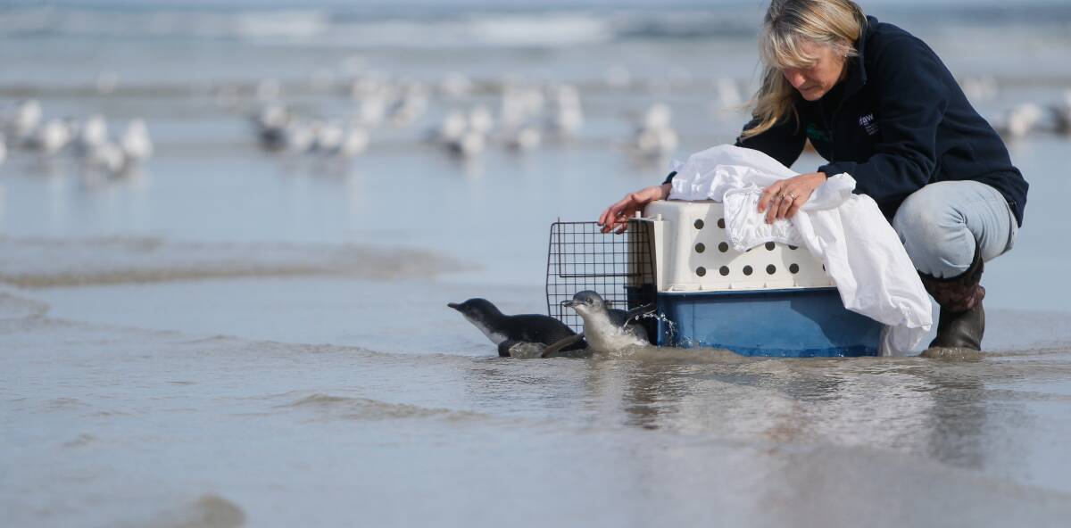 BACK HOME: Tracey Wilson from Mosswood Wildlife Rescue and Rehabilitation releases two baby penguins at Warrnambool's Stingray Bay. Picture: Anthony Brady