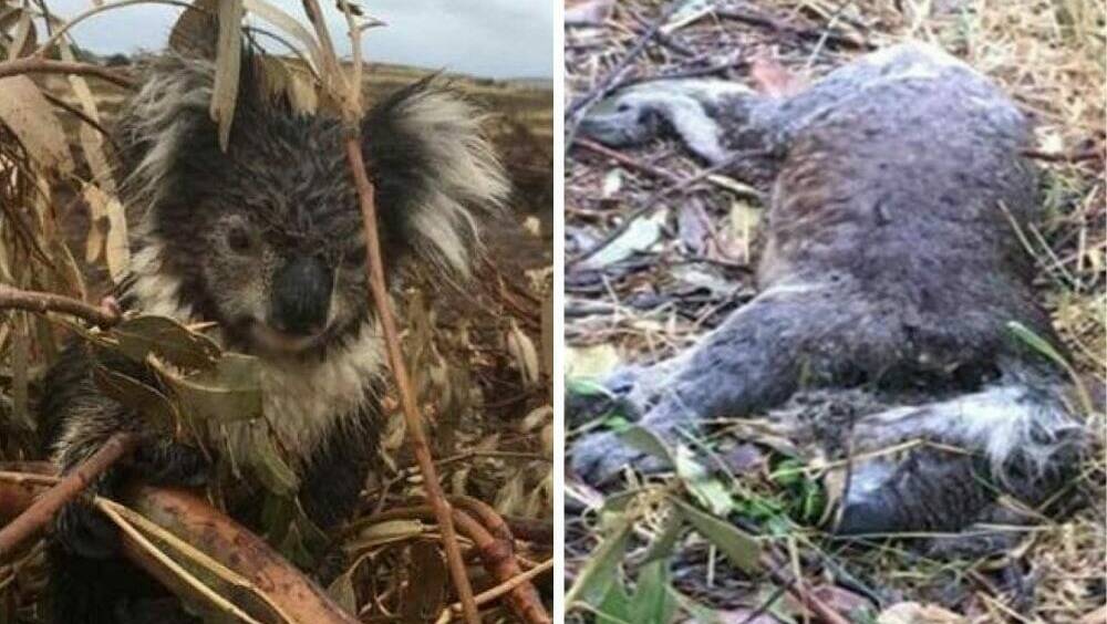 Hundreds of koalas were found alive at a Cape Bridgewater property after vegetation clearing, while dozens were found dead or euthanised on-site.