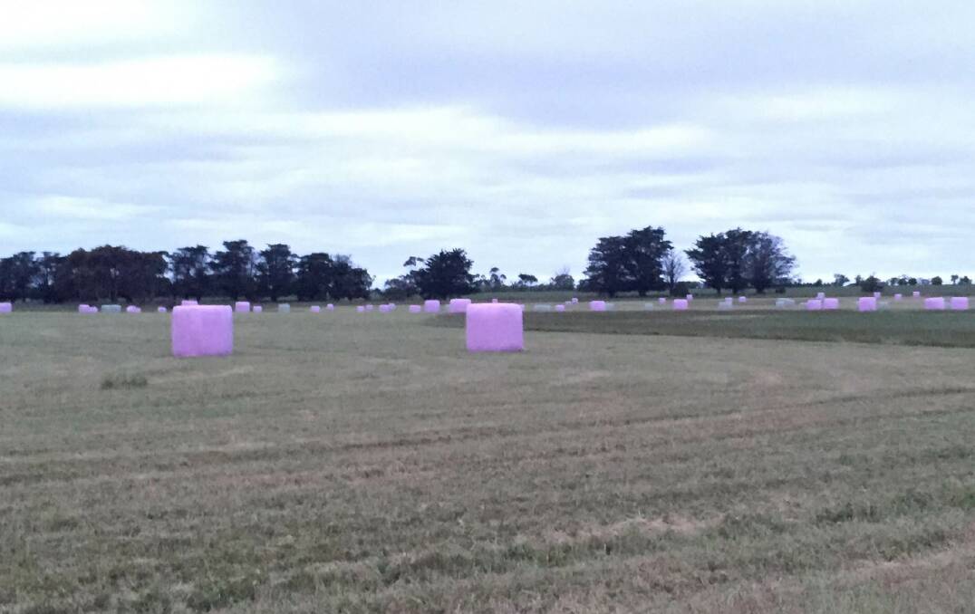 These pink hued haybales near Penshurst are a pretty sight. Picture: Monique Patterson