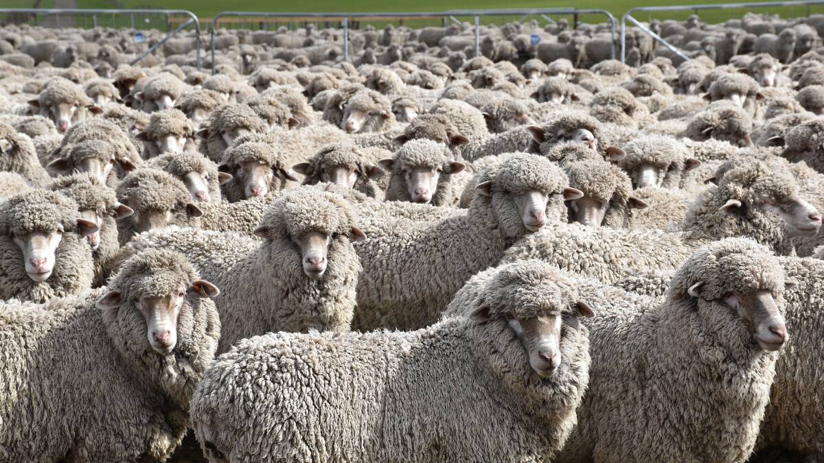 ANIMAL WELFARE: Pain relief when mulesing sheep became mandatory in Victoria this week.