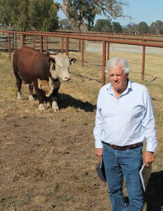 Yarram Park stud owner Antony Baillieu, Willaura, with one of the bulls offered during his recent on-property sale. Picture by Philippe Perez