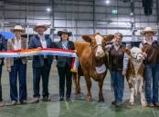 Judges Scott Myers, Aimee Bolton, Andrew Green and Donna Robson, with the supreme interbreed beef breed exhibit and its owners Rita, Ruby and Jacob Canning, Mavstar Simmental stud, Myamyn. Picture by Branded Ag.