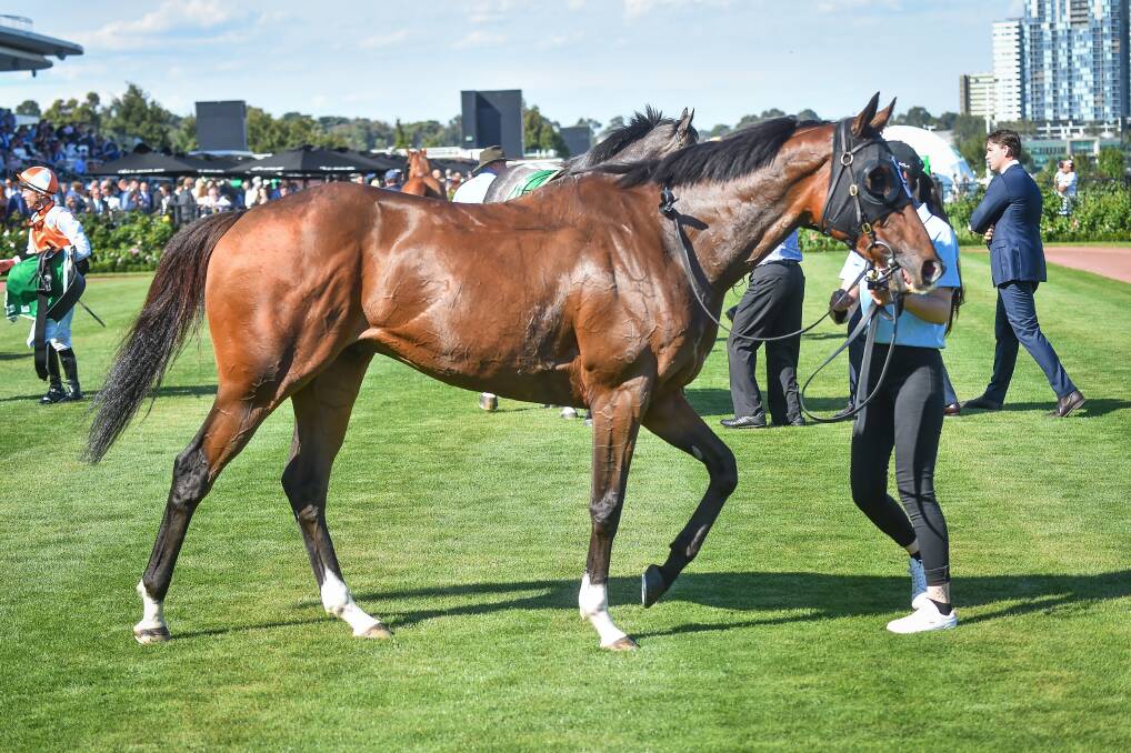 Right You Are after winning the Australian Cup Prelude at Flemington Racecourse in March 2023. Picture by Reg Ryan/Racing Photos 