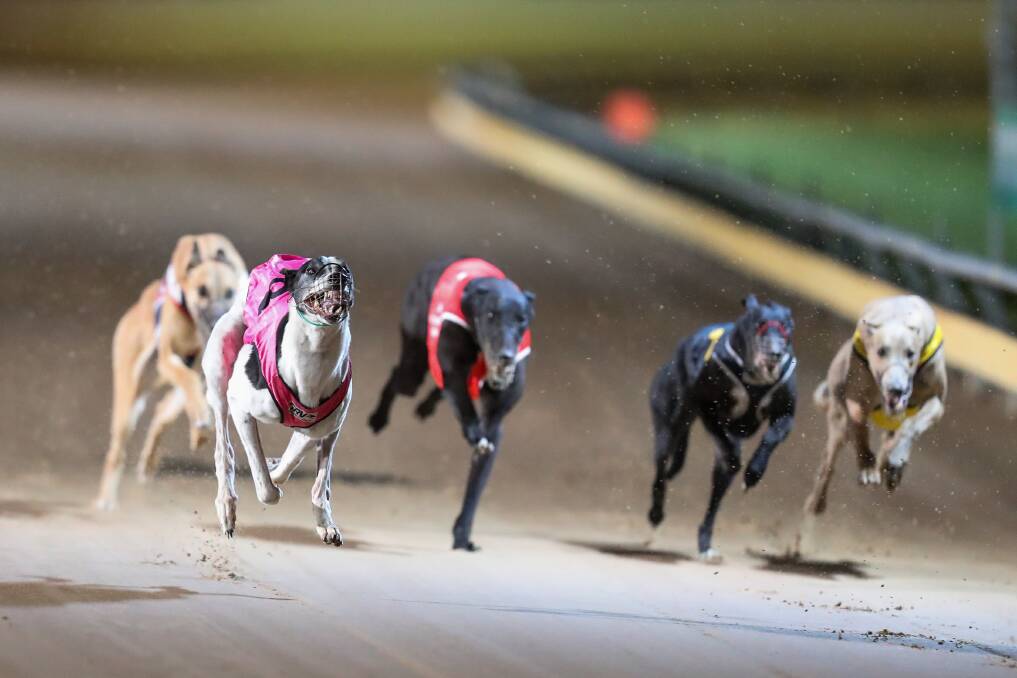 DISHLICKERS: An additional greyhound race meeting is scheduled at Warrnambool on Monday. Picture: Morgan Hancock 