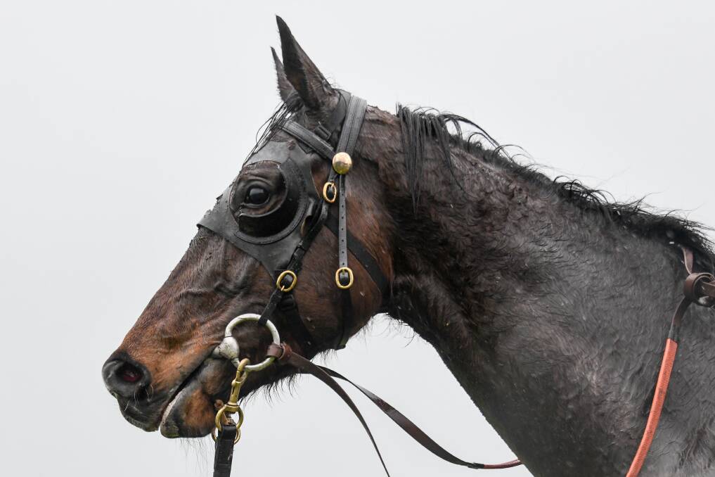 SUCCESSFUL: Police Camp won won the Thackeray Steeplechase in 2019. Picture: Alice Laidlaw/Racing Photos