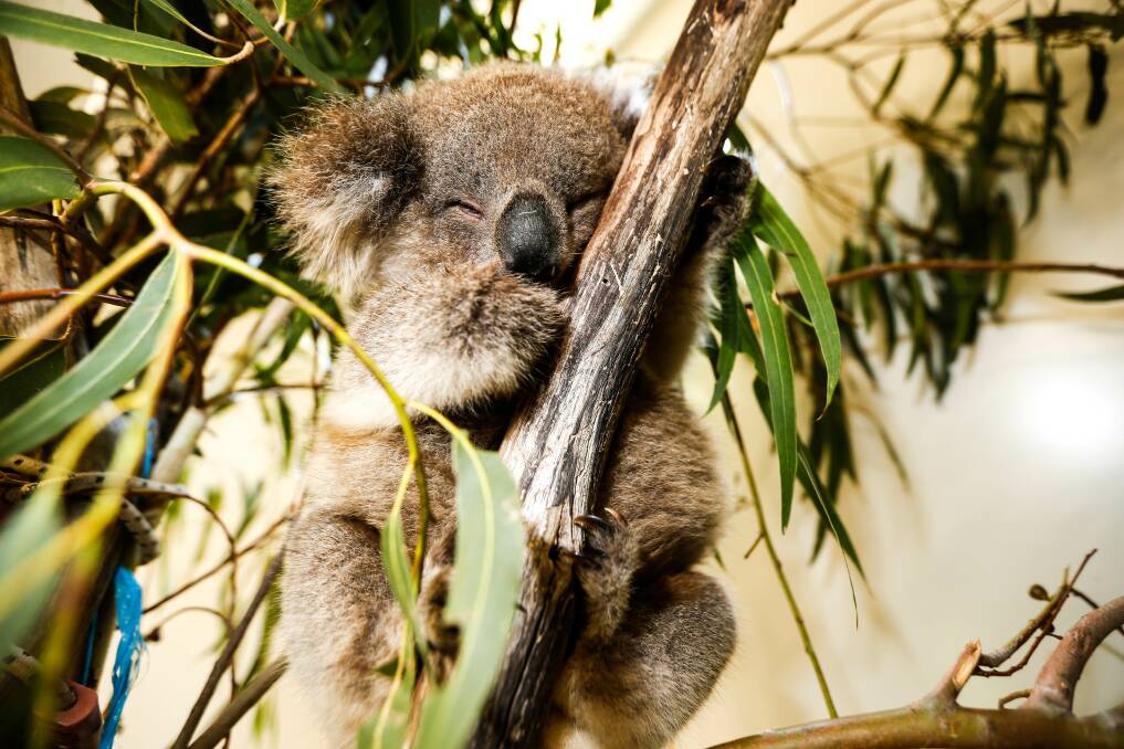 CUTE: One of the koalas treated at the Mosswood Wildlife Rehabilitation Centre in February after the Cape Bridgewater plantation bulldoze. Picture: Anthony Brady.