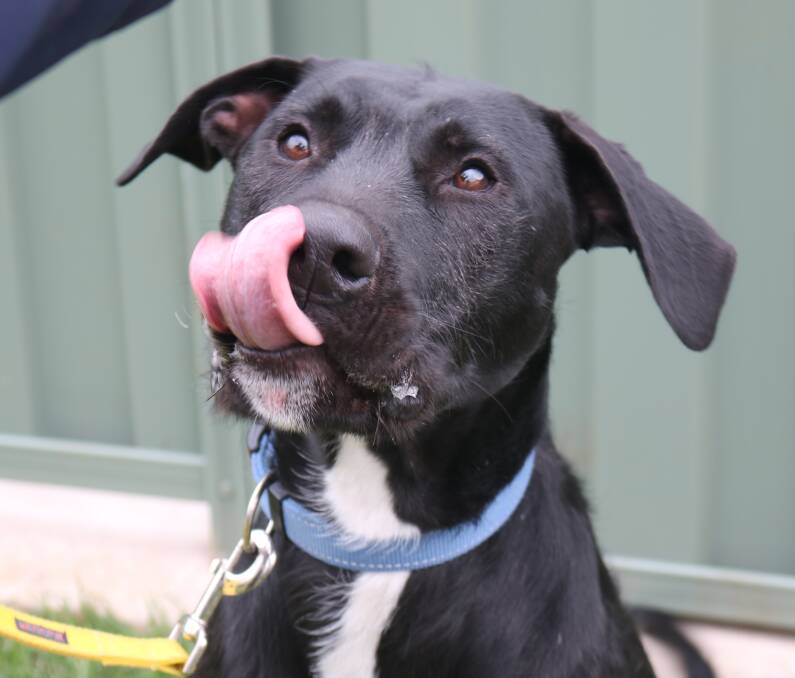 BEST FRIEND: Jett was one of the dogs who was adopted out by the Warrnambool RSPCA. Picture: Supplied.