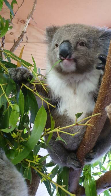 One of the Mosswood Wildlife Rehabilitation Centre's koalas.