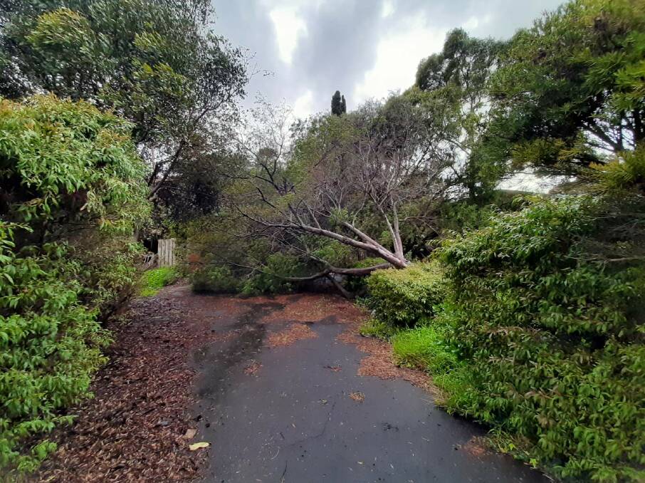 TREES DOWN: SES crews had a relatively quiet night but of the 14 call outs in the past 24 hours, most concerned fallen trees. 