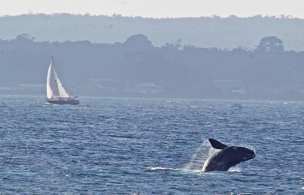 JUMP: Bob McPherson captured the moment a southern right whale breached in Portland on Monday. Picture: Supplied.
