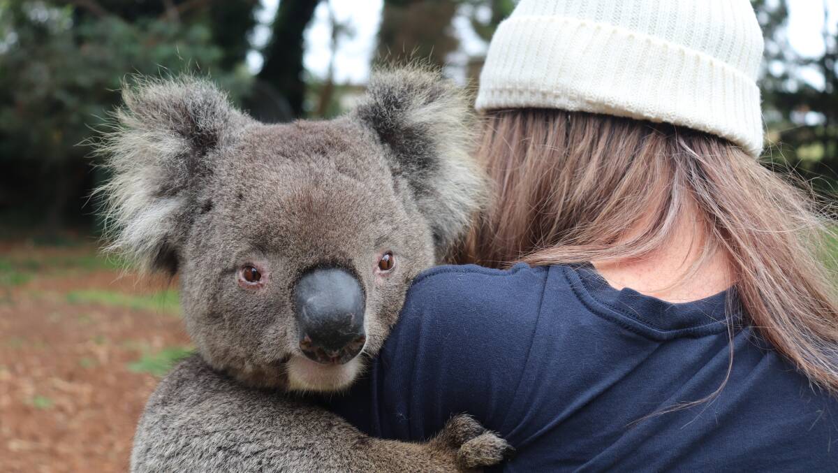 Lenny the Koala.