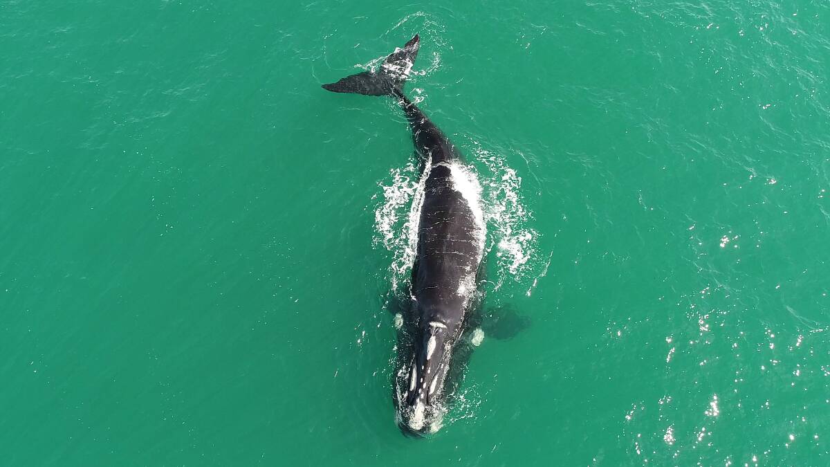 SEE YOU SOON: Southern Right Whales are heading south to feed. 
