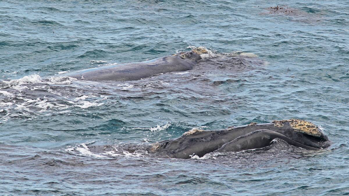 FRIENDS: The two whales were captured by Bob McPherson swimming together in Portland on Sunday. Picture: Supplied