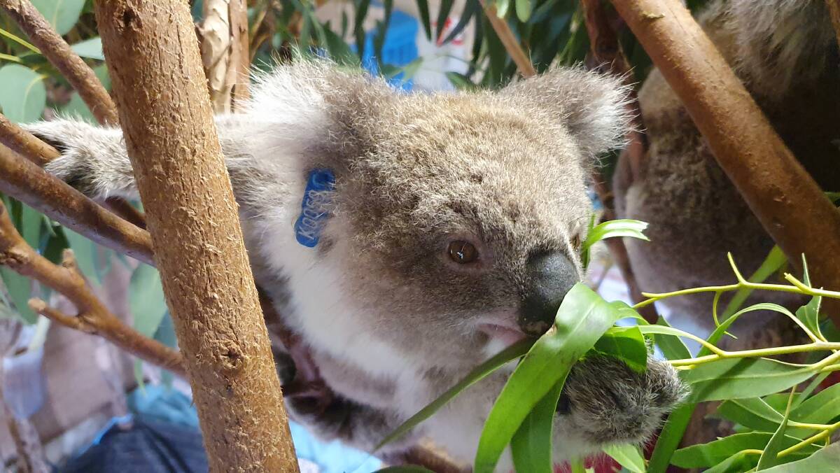 ON THE MEND: One of the koalas in the care of the Mosswood Wildlife Rehabilitation Centre in Koroit. Picture: Mosswood Wildlife Rehabilitation Centre