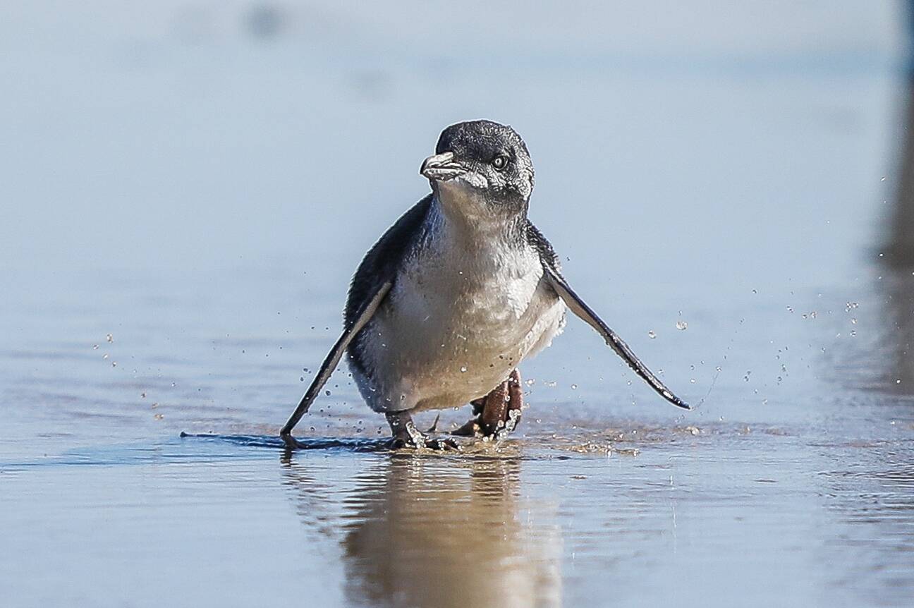 Baby little blue penguin dies after being attacked by dog in west