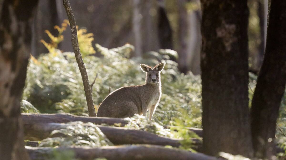 Wild: A kangaroo stands amongst burnt trees. Picture: Morgan Hancock 